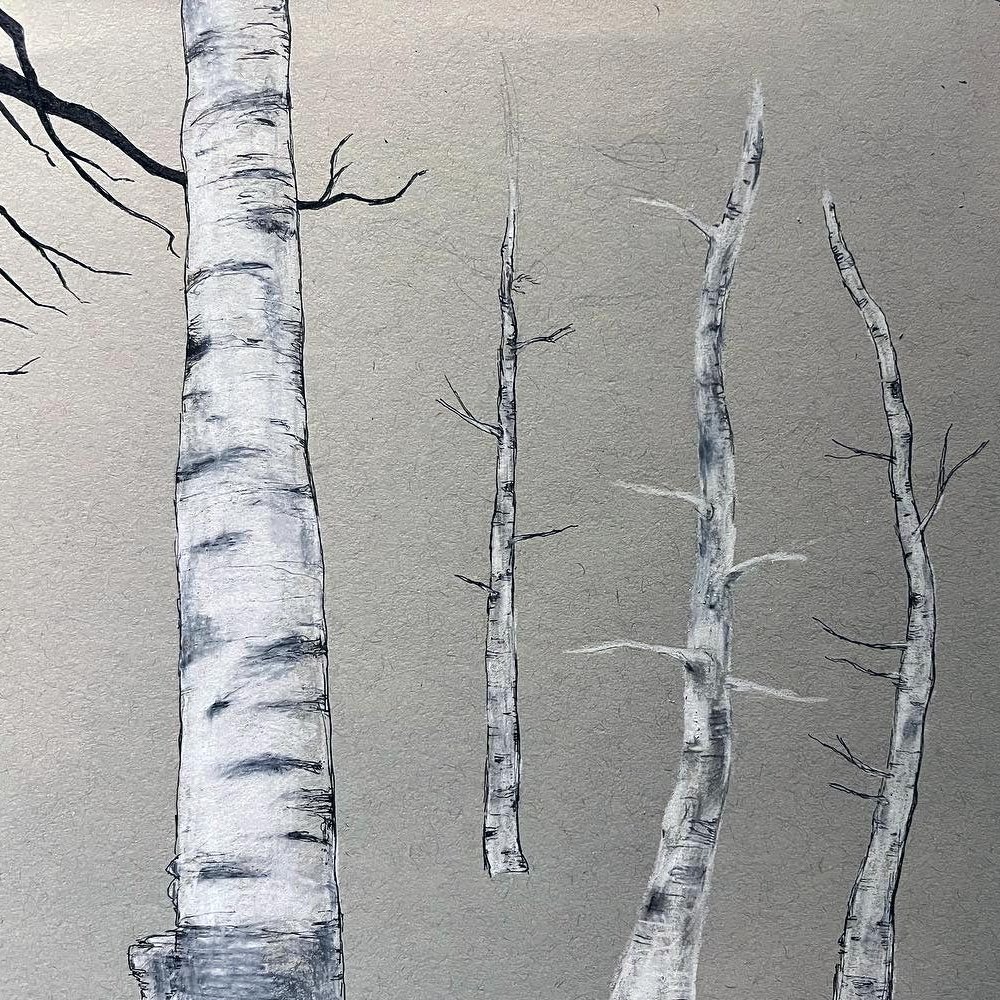 A pencil, pen and ink drawing on paper of Birch and Pine trees in Maine, USA