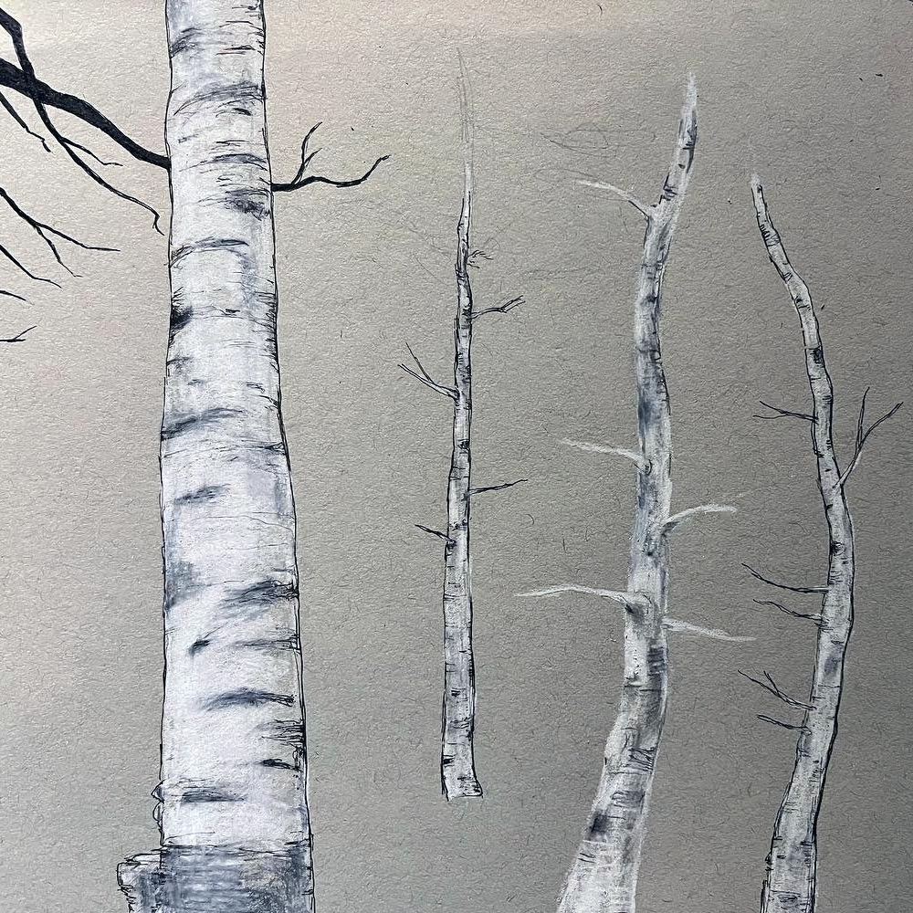 A pencil, pen and ink drawing on paper of Birch and Pine trees in Maine, USA