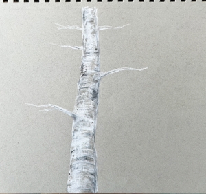 Tree Study (Maine) II