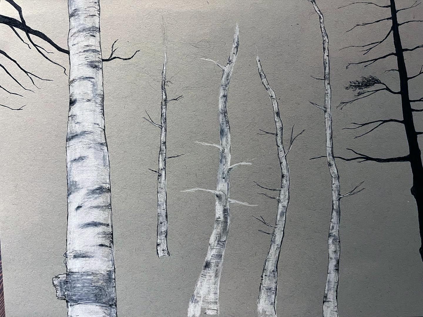 A pencil, pen and ink drawing on paper of Birch and Pine trees in Maine, USA